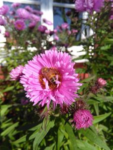 Apis mellifera, honungsbi i höstaster som ger nektar sent på säsongen.